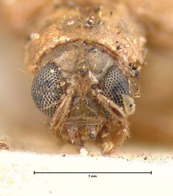 Media type: image; Entomology 18472   Aspect: head frontal view